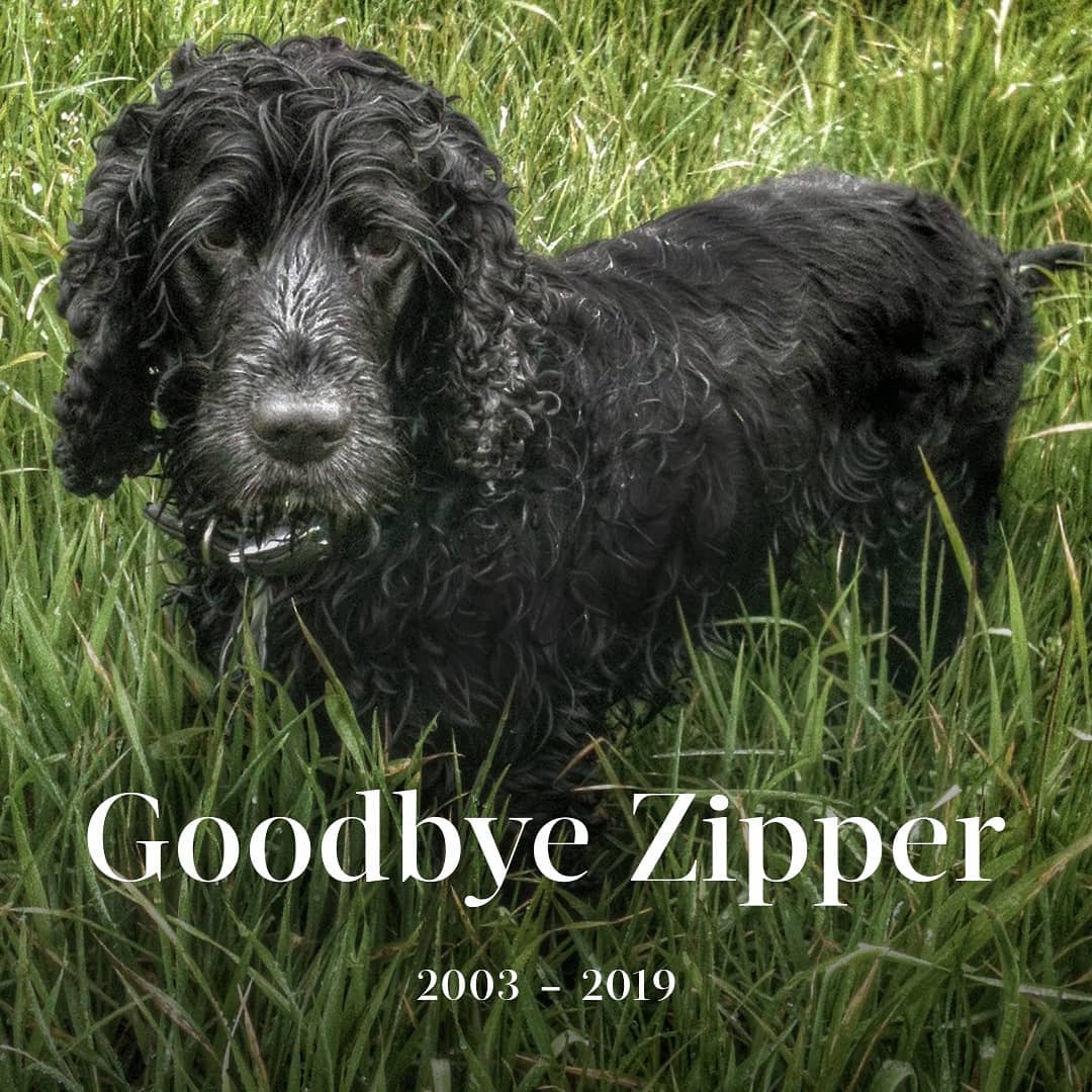 GOODBYE ZIPPER. Our much-loved office dog and best friend to Medik8 founder Elli...