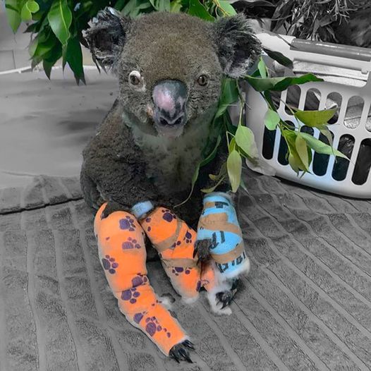 Read more about the article KOALAS SAVED. Recently our thoughts and hearts have been with our friends @medik…